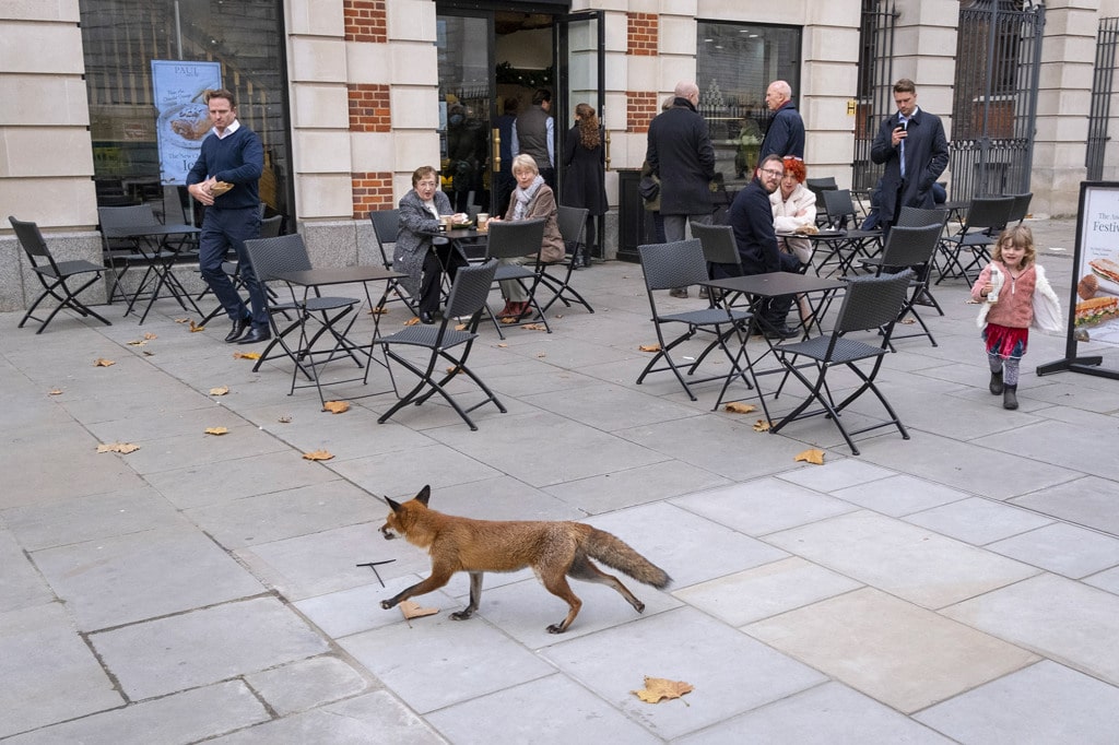 Le mutazioni urbane delle specie&nbsp;animali