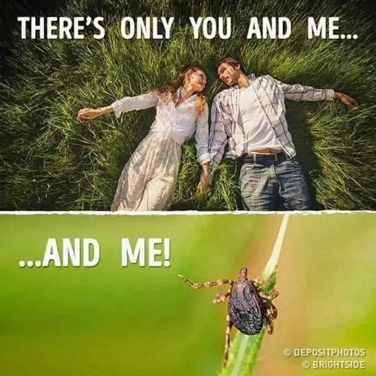 Attento alle Zecche!