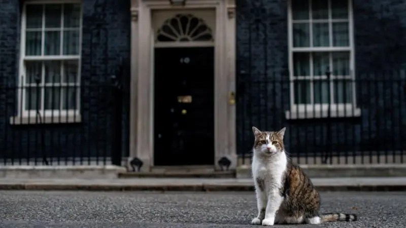 🐭 Westminster dice “no” ai gatti acchiappa-topi&nbsp;🐱
